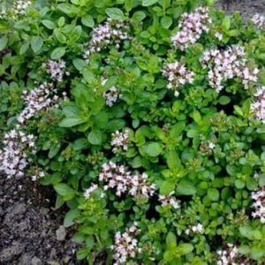 Ierburi aromatice proaspete