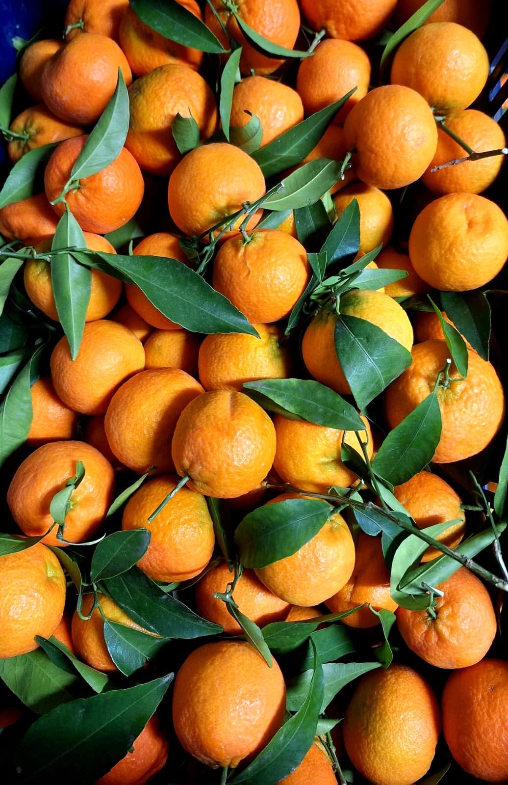 Clementine (pret per kg) – imagine 2