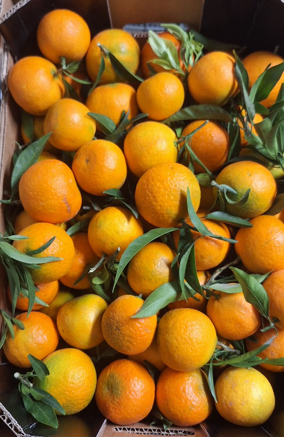 Clementine (pret per kg) – imagine 3