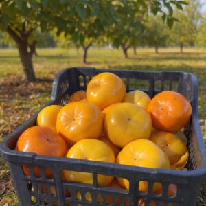 Kaki plat (pret per kg)