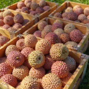Lychee (1kg )