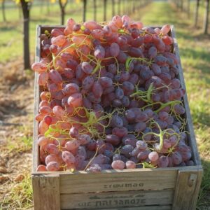 Struguri roze fara samburi (pret per kg)