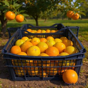 Portocale valencia speciale pentru suc (pret per kg)