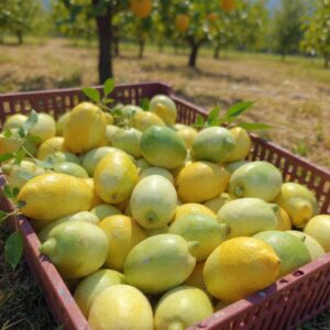 lamai grecesti (pret per kg)